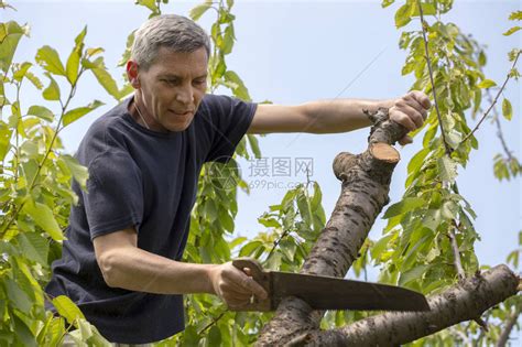 樹林砍人